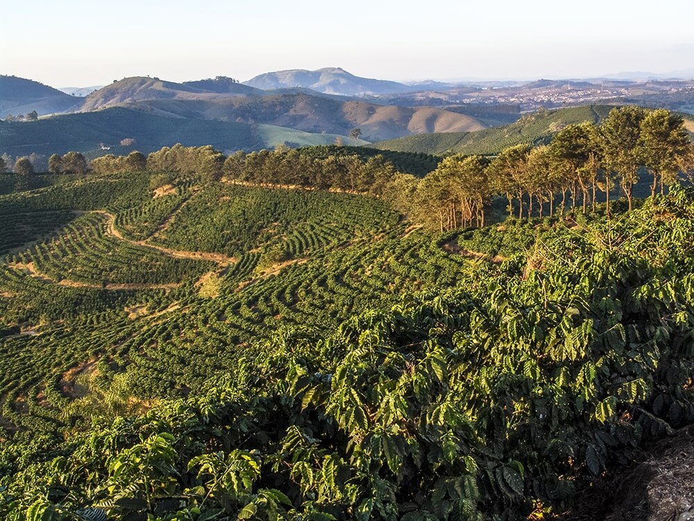 Brazil coffee plantation