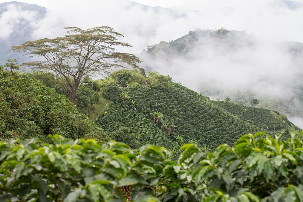 Colombia coffee plantation