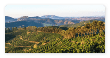Brazil coffee plantation