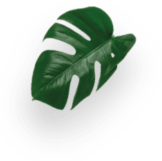 Mocha decoration Image
